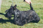 Oscar, GR. CH. GREATSCOTT SILVER SAND
